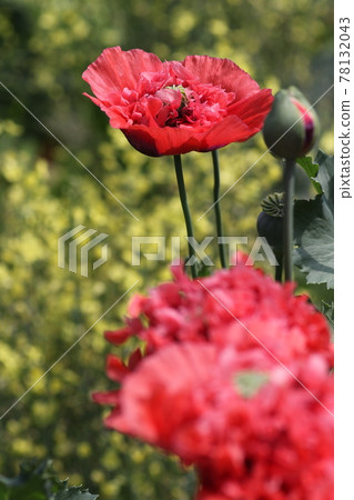 大鮮紅罌粟花 大鮮紅罌粟花 78132043