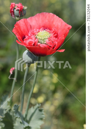 大鮮紅罌粟花 大鮮紅罌粟花 78132044