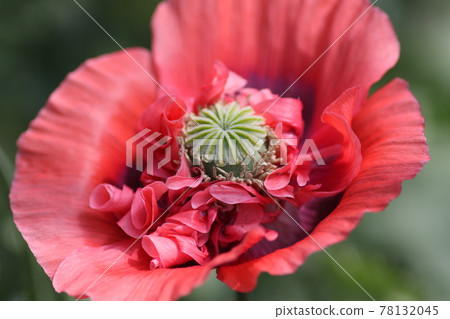 大鮮紅罌粟花 大鮮紅罌粟花 78132045