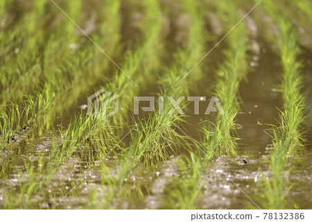 Rice planting 78132386