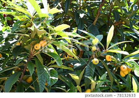 枇杷的果實 78132633