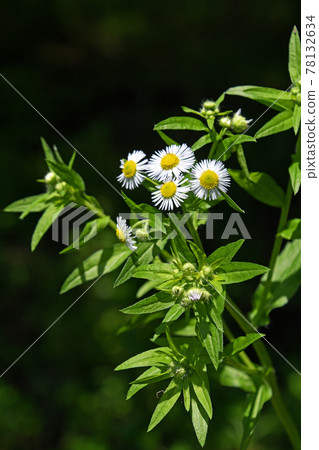 Himeyeon（公主女孩） 78132634