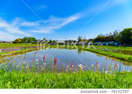 田園風光 水稻種植 水稻種植鄉村 [初夏水稻種植後的稻田] 78132707