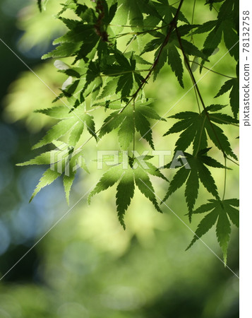 藍楓 藍楓 78132758