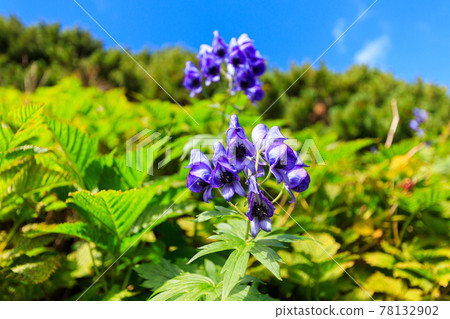Aconitum near Mt. Tsurugi Aconitum near Mt. Tsurugi 78132902