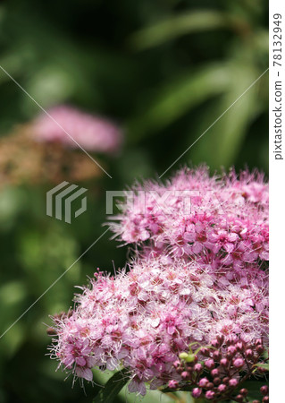 春天盛開的可愛粉紅色繡線菊花 78132949