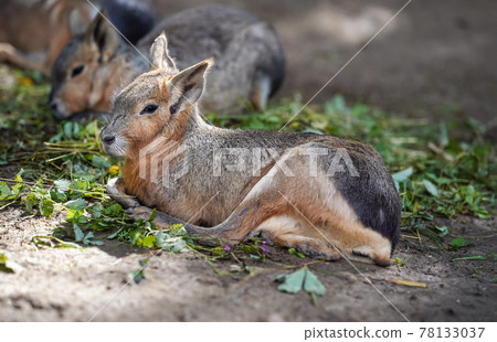 Patagonian Mara Dolichotis patagonum resting on ground in zoo, another animal blurred background, some green leaves food near Patagonian Mara Dolichotis patagonum resting on ground in zoo, another animal blurred background, some green leaves food near 78133037