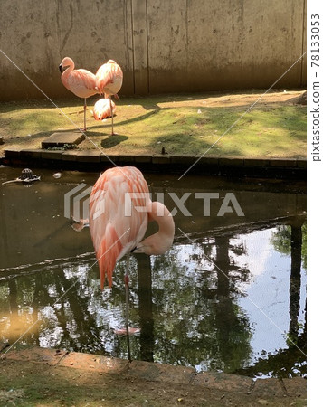 火烈鳥初夏涼爽 78133053