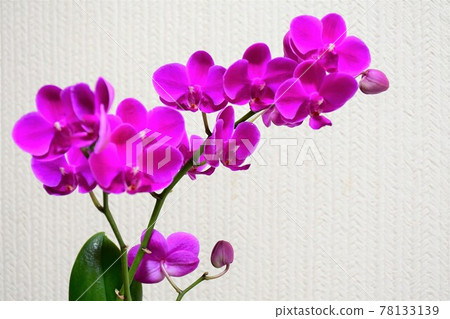 蝴蝶蘭蘭花 Midi 蝴蝶蘭 蝴蝶蘭蘭花 Midi 蝴蝶蘭 78133139