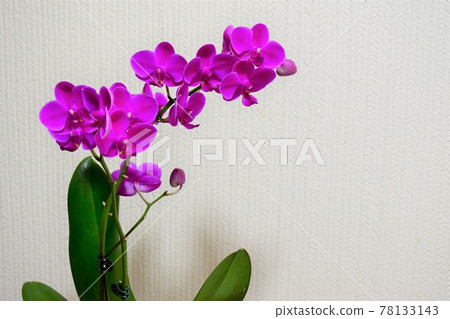 蝴蝶蘭蘭花 Midi 蝴蝶蘭 蝴蝶蘭蘭花 Midi 蝴蝶蘭 78133143