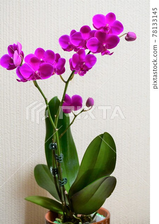 蝴蝶蘭蘭花 Midi 蝴蝶蘭 蝴蝶蘭蘭花 Midi 蝴蝶蘭 78133145