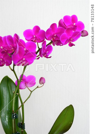 蝴蝶蘭蘭花 Midi 蝴蝶蘭 蝴蝶蘭蘭花 Midi 蝴蝶蘭 78133148