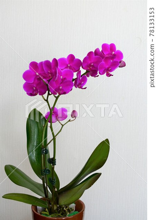 蝴蝶蘭蘭花 Midi 蝴蝶蘭 蝴蝶蘭蘭花 Midi 蝴蝶蘭 78133153