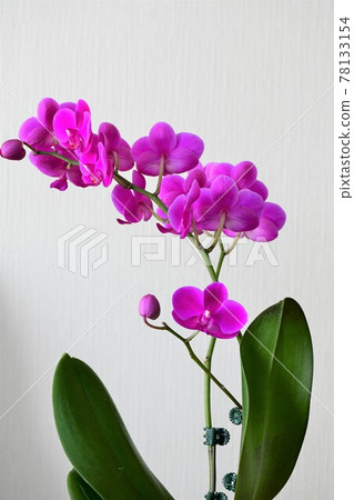 蝴蝶蘭蘭花 Midi 蝴蝶蘭 蝴蝶蘭蘭花 Midi 蝴蝶蘭 78133154