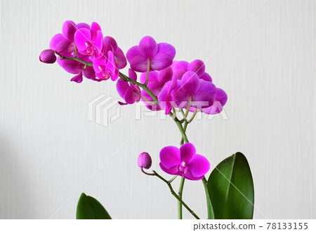 蝴蝶蘭蘭花 Midi 蝴蝶蘭 蝴蝶蘭蘭花 Midi 蝴蝶蘭 78133155