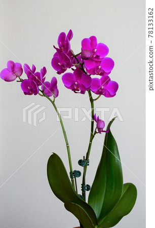 蝴蝶蘭蘭花 Midi 蝴蝶蘭 78133162