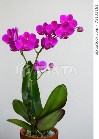 蝴蝶蘭蘭花 Midi 蝴蝶蘭 蝴蝶蘭蘭花 Midi 蝴蝶蘭 78133163