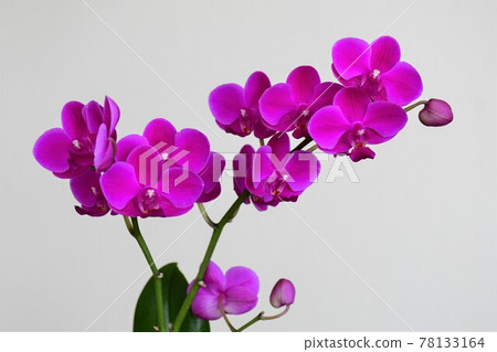 蝴蝶蘭蘭花 Midi 蝴蝶蘭 78133164