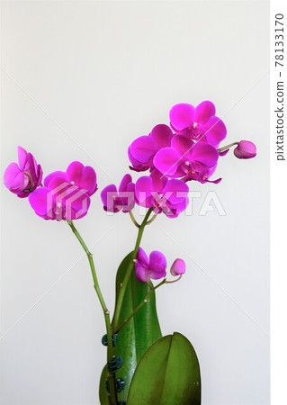 Phalaenopsis orchid Midi Phalaenopsis orchid Phalaenopsis orchid Midi Phalaenopsis orchid 78133170