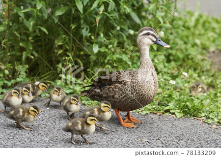 Parent and child of kalgamo Parent and child of kalgamo 78133209