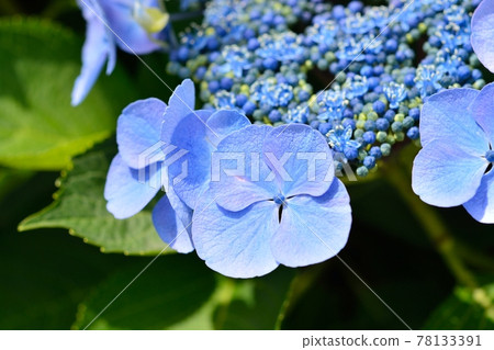 Hydrangea Hydrangea 78133391