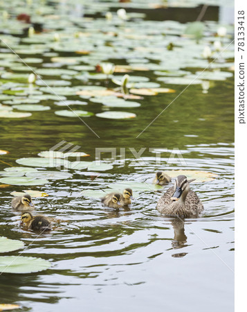 Parent and child of kalgamo 78133418