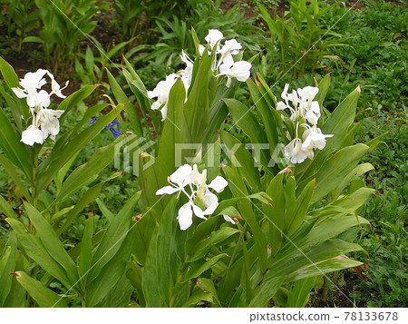 Ginger Lily Ginger Lily 78133678
