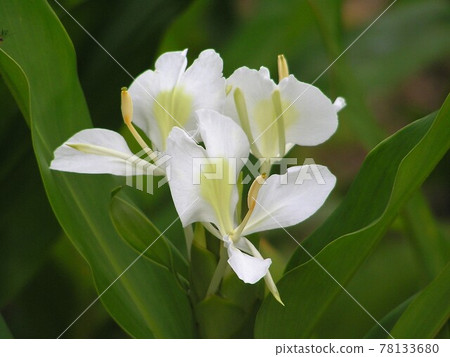 Ginger Lily Ginger Lily 78133680