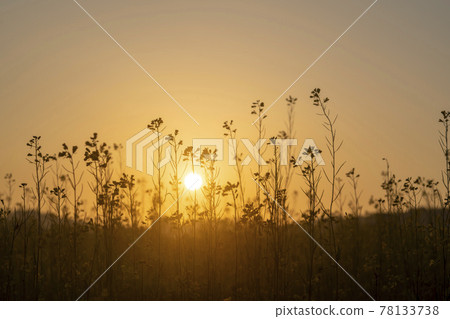 Rapeseed flower 78133738