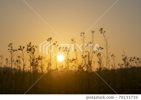 Rapeseed flower 78133739