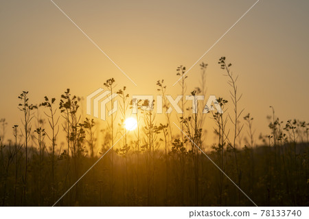 Rapeseed flower 78133740