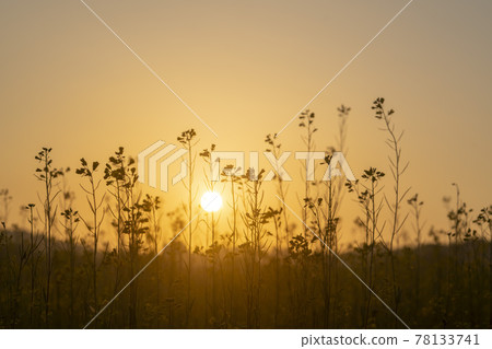 Rapeseed flower 78133741