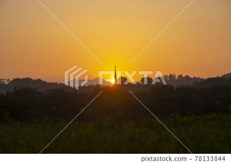 Rapeseed flower Rapeseed flower 78133844