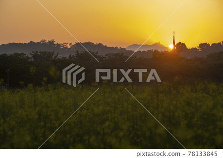 Rapeseed flower 78133845