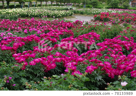Gosen City Peony Garden Gosen City Peony Garden 78133989