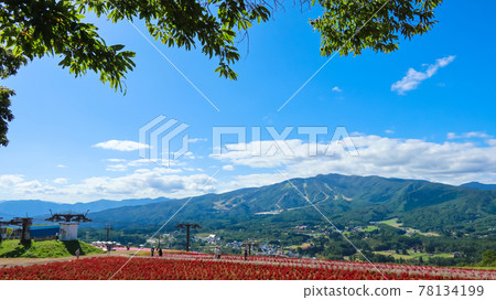 Hiruga's Picnic Garden Kokia 盛開 <岐阜縣郡上市> 78134199