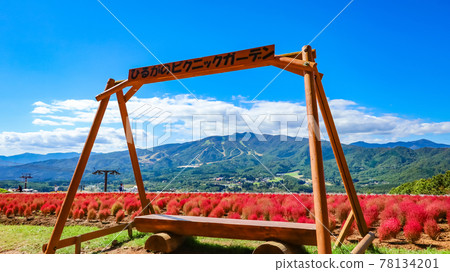 Hiruga's Picnic Garden Kokia 盛開 <岐阜縣郡上市> Hiruga's Picnic Garden Kokia 盛開 <岐阜縣郡上市> 78134201