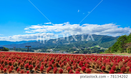 Hiruga's Picnic Garden Kokia 盛開 <岐阜縣郡上市> 78134202