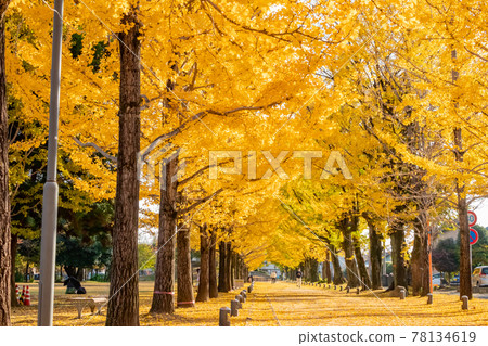Learning Forest Promenade dyed in golden color <Kakamigahara City, Gifu Prefecture> 78134619