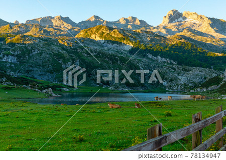 Cows grazing in highland pastures of Covadonga Cows grazing in highland pastures of Covadonga 78134947