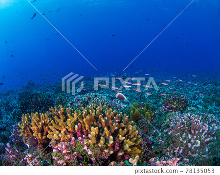 Minami Hanadai swarming on coral reefs (Rangiroa Atoll, Tuamotus Islands, French Polynesia) 78135053