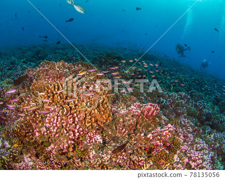 Minami Hanadai 在珊瑚礁上蜂擁而至(Rangiroa 環礁,土阿莫土群島,法屬波利尼西亞) Minami Hanadai 在珊瑚礁上蜂擁而至(Rangiroa 環礁,土阿莫土群島,法屬波利尼西亞) 78135056