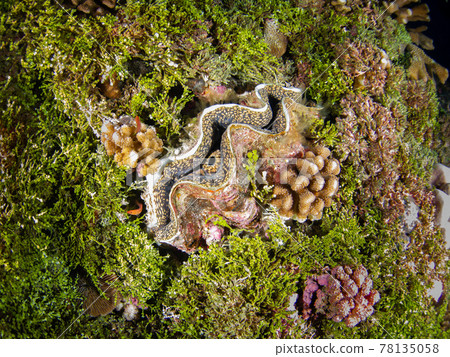 Tridacna 棲息在藻類群落中(Rangiroa 環礁,土阿莫土群島,法屬波利尼西亞) Tridacna 棲息在藻類群落中(Rangiroa 環礁,土阿莫土群島,法屬波利尼西亞) 78135058