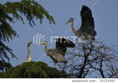 Young heron bird near the fledging 78135482