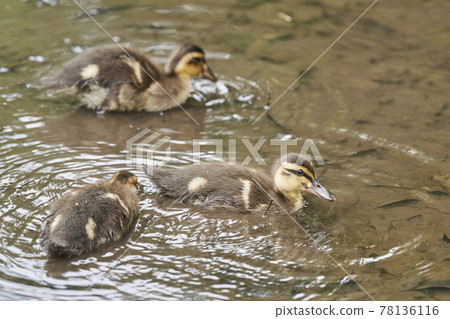 Baby chicks Baby chicks 78136116