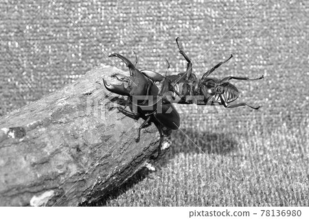 Insect battle stag confrontation Insect battle stag confrontation 78136980