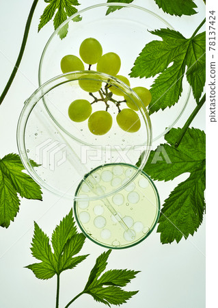 Abstract cosmetic laboratory. Organic bio cosmetic with grapes seeds oil and herbal ingredients. Top view Abstract cosmetic laboratory. Organic bio cosmetic with grapes seeds oil and herbal ingredients. Top view 78137424