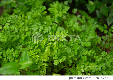 精緻的山蘿蔔葉散發出鬱鬱蔥蔥的優雅香氣 78137549