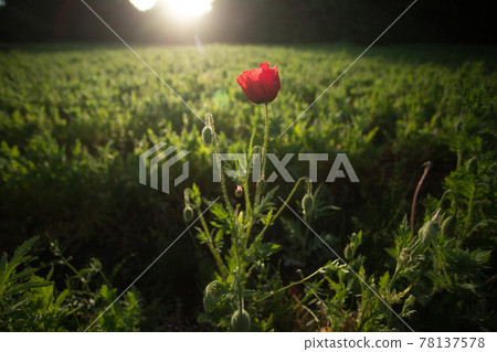 A single poppy illuminated by the rising sun 78137578