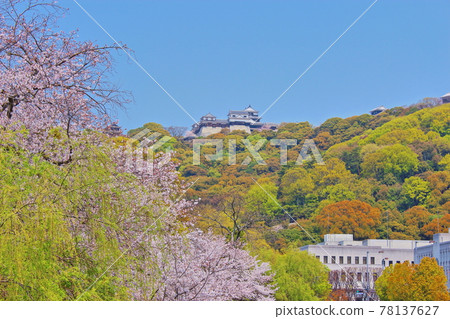 [Matsuyama City, Ehime Prefecture] Matsuyama Castle and cherry blossoms 78137627
